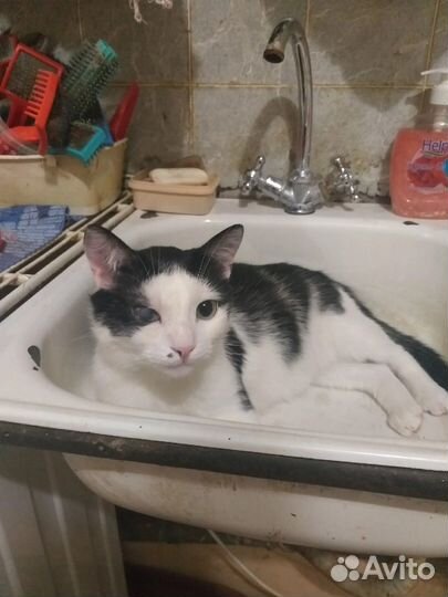 Кот Николас