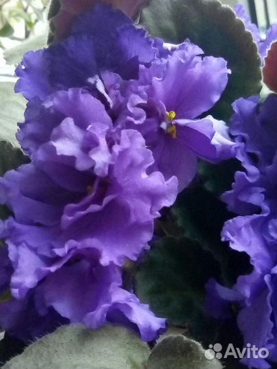 Фиалка ек-Гермес