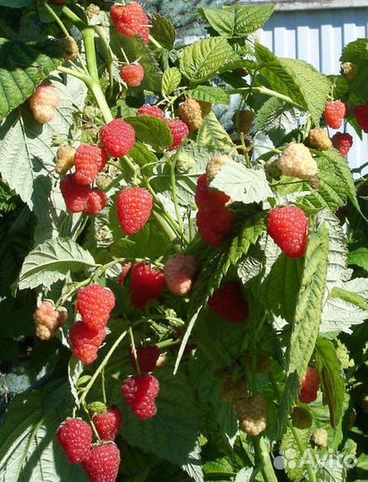 Малина ремонтантная 