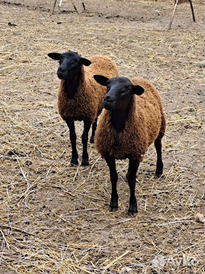 Бараны дорпер