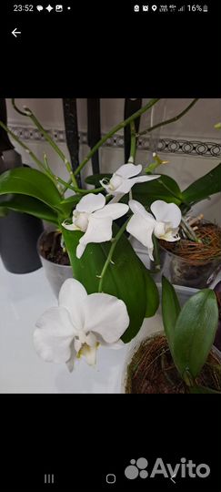Орхидеи