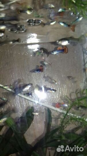 Рыбки гуппи