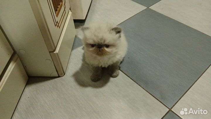 Персидские котята