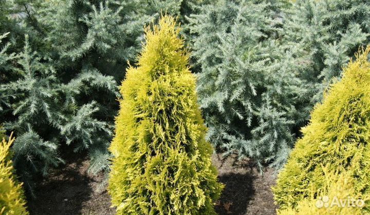 Туя Джанет Голд