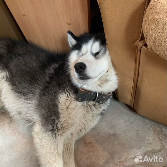 Вязка
