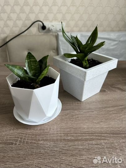 Сансевиерия с горшком