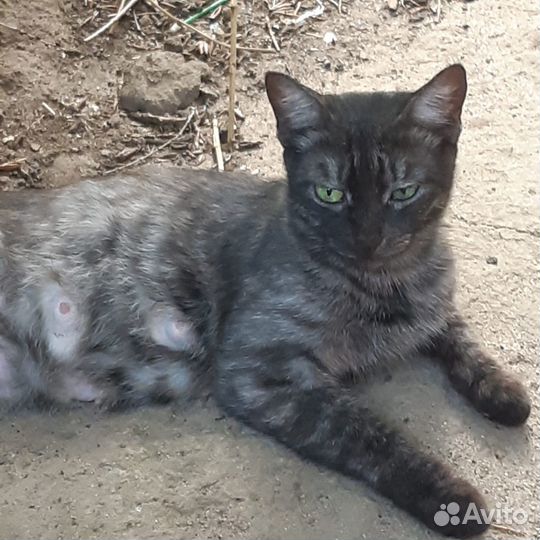 Отдаем кошку