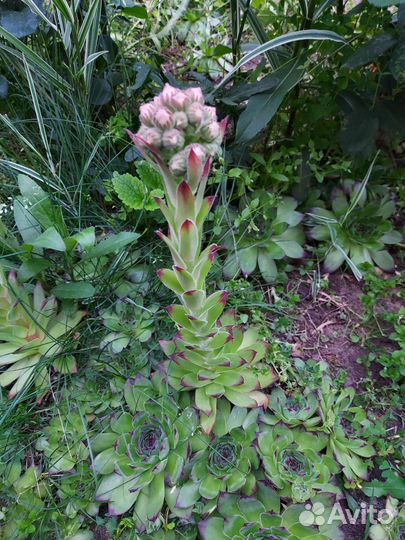 Молодило (каменная роза)