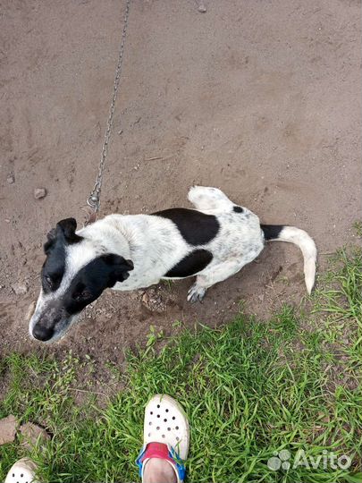 Двортерьер