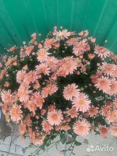 Хризантемы мультифлора