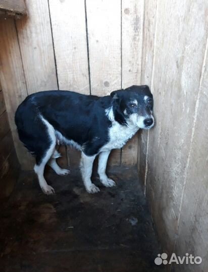 Одинокие собаки из приюта ищут дом