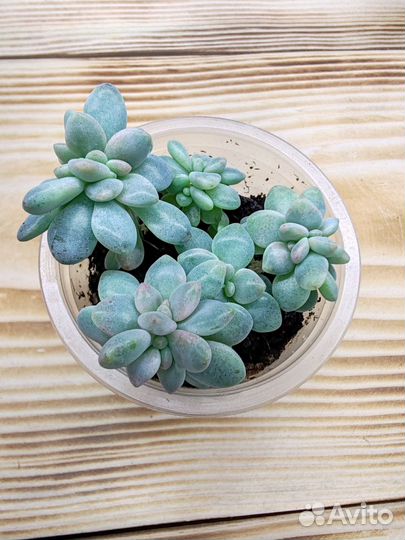 Суккуленты