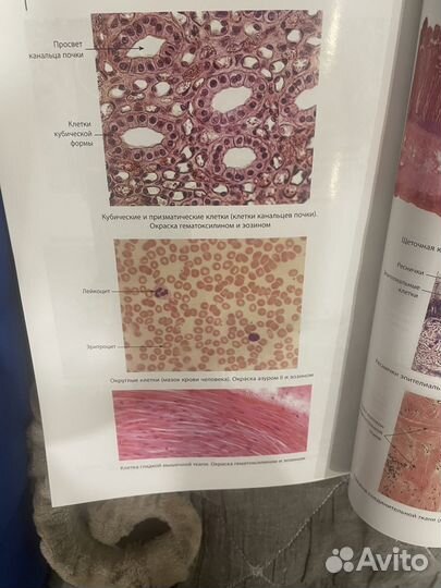 Наглядная гистология Л.Г. Гаструкова