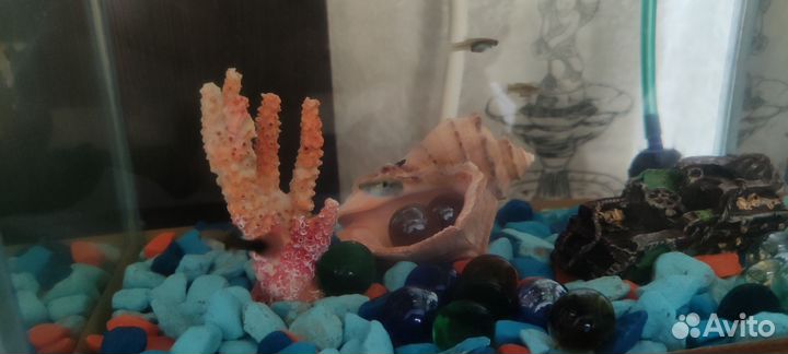 Рыбки гуппи