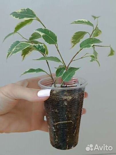 Фикус бенджамина