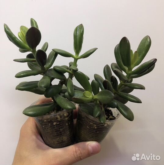 Крассула хоббит Толстянка