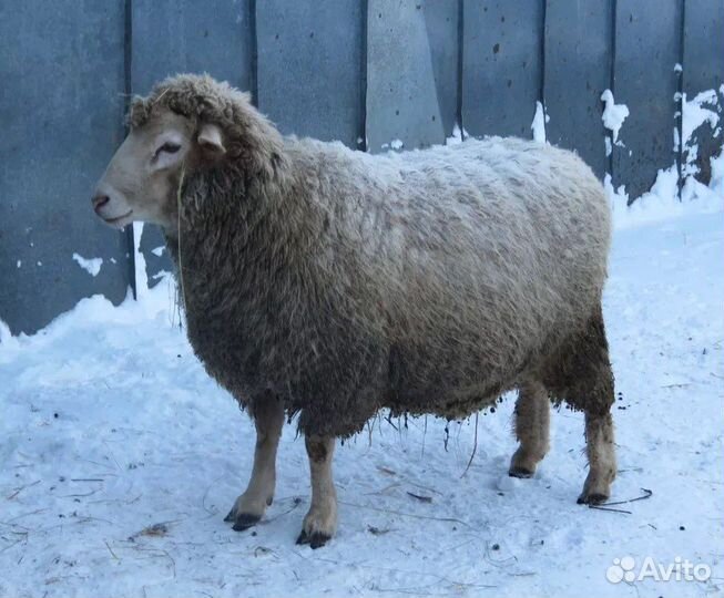 Куйбышевский баран