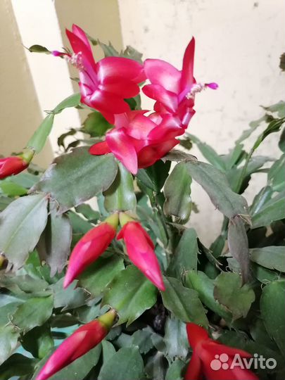 Декабрист шлюмбергера сортовые