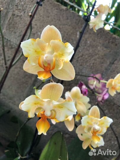 Орхидея Phal. Little Emperor '3094'