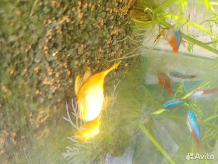 Аквариумные рыбки