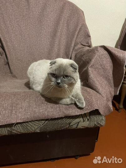 Шотландская
