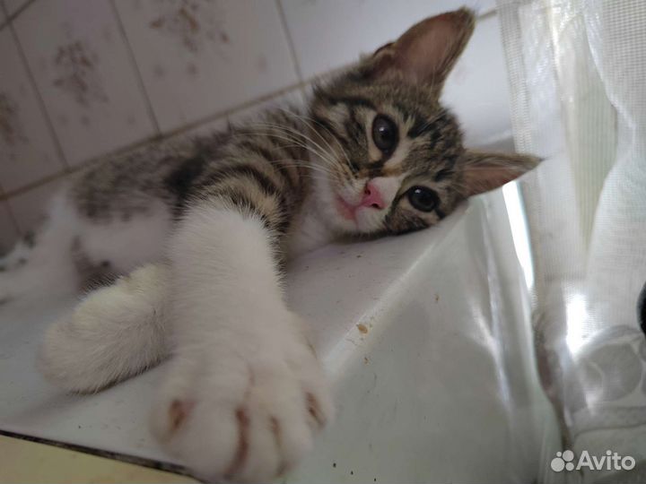 Котенок в дар бесплатно