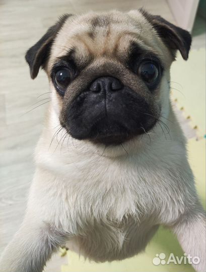 Вязка Мопс девочка