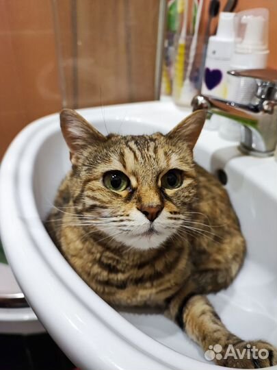 Отдам в добрые руки