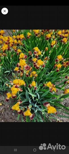 Многолетние растения для сада