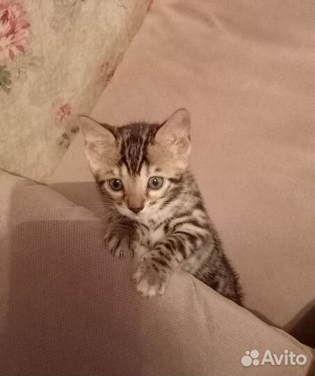 Бенгальские котята