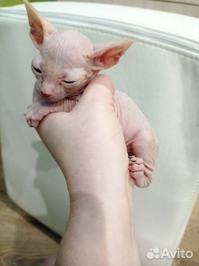 Донской сфинкс котята