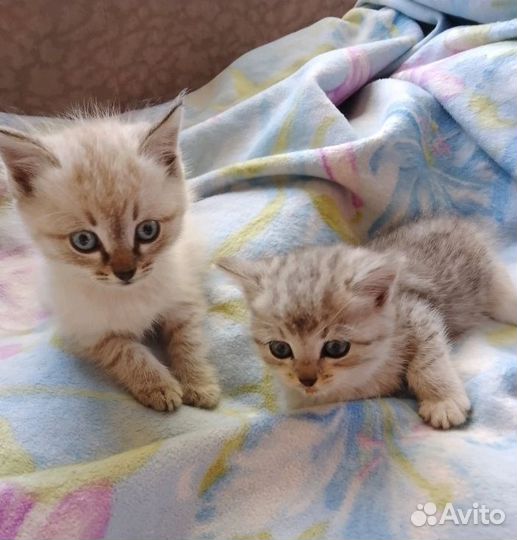Сибирская кошка