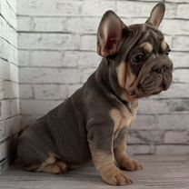 Бигроп вельвет собака. Бигроп вельвет собака. Бигроп вельвет собака. Бигроп вельвет собака. Французский бульдог продолжительность жизни.