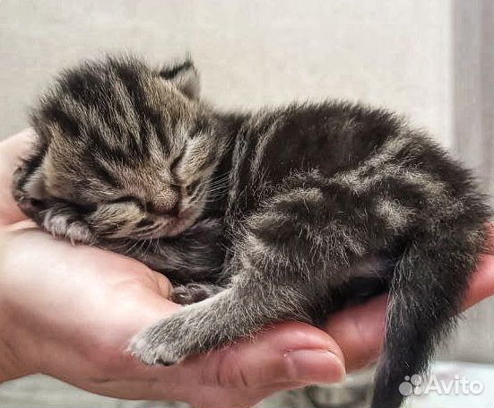 Шотландские котята