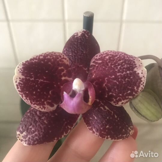 Орхидея