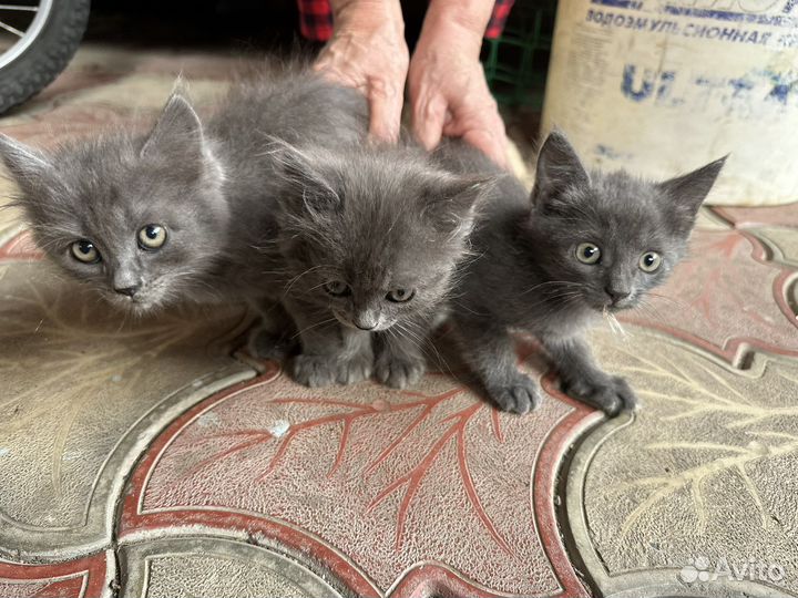 Котята в дар бесплатно