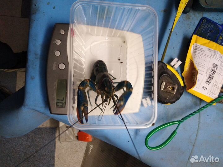 Австралийский рак