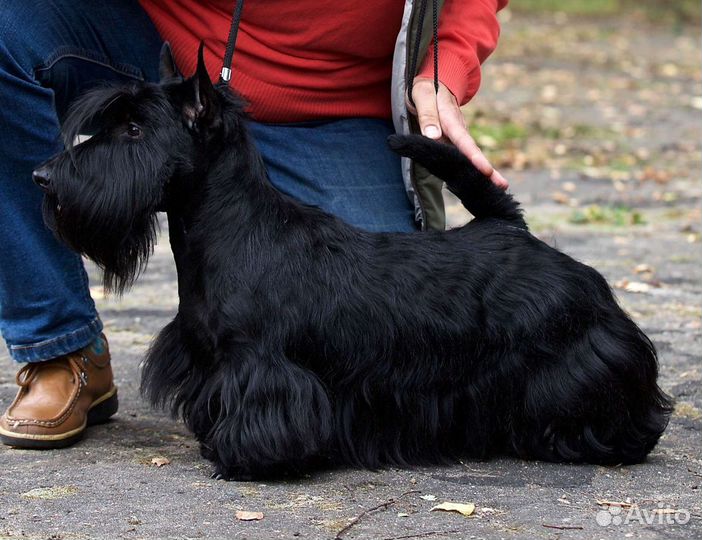 Скотч-терьер