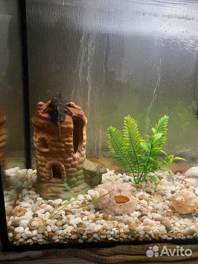 Аквариум