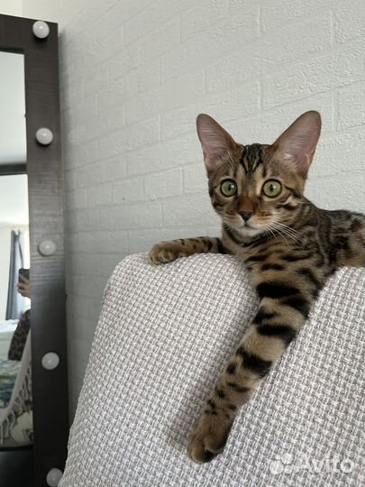 Бенгальская кошка