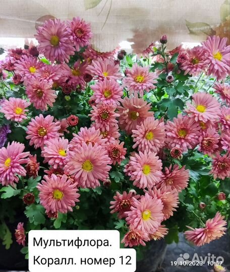 Хризантема мультифлора