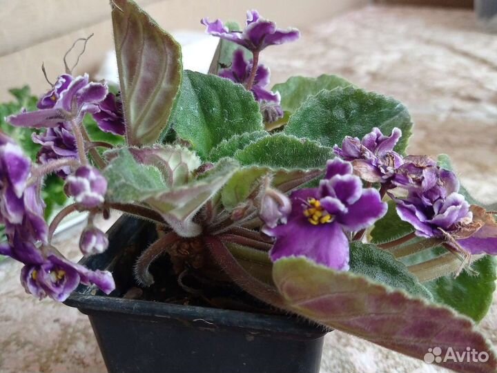 Саженцы и рассада