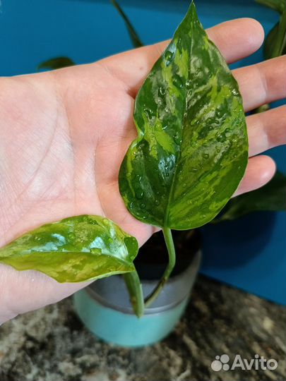 Эпипремнум марбл грин