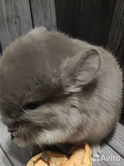 Малыши фиолет бархат, белые, ангор. Цену уточняйте