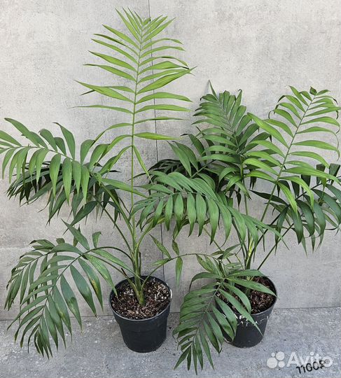 Пальма Хамедорея