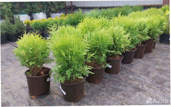 Кедр Пихта Кедр Саженцы Туя Можжевельник Сосна Ель