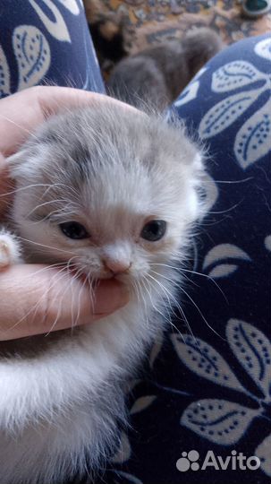 Отдам котяток