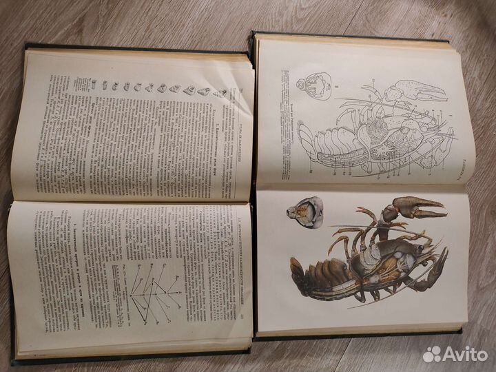 Курс зоологии в двух томах 1938 год