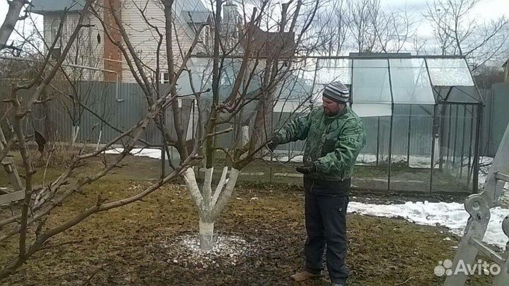 Обрезка плодовых деревьев