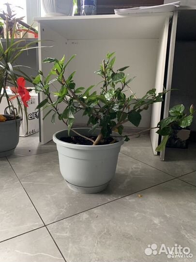 Гибискус китайская роза комнатные растения